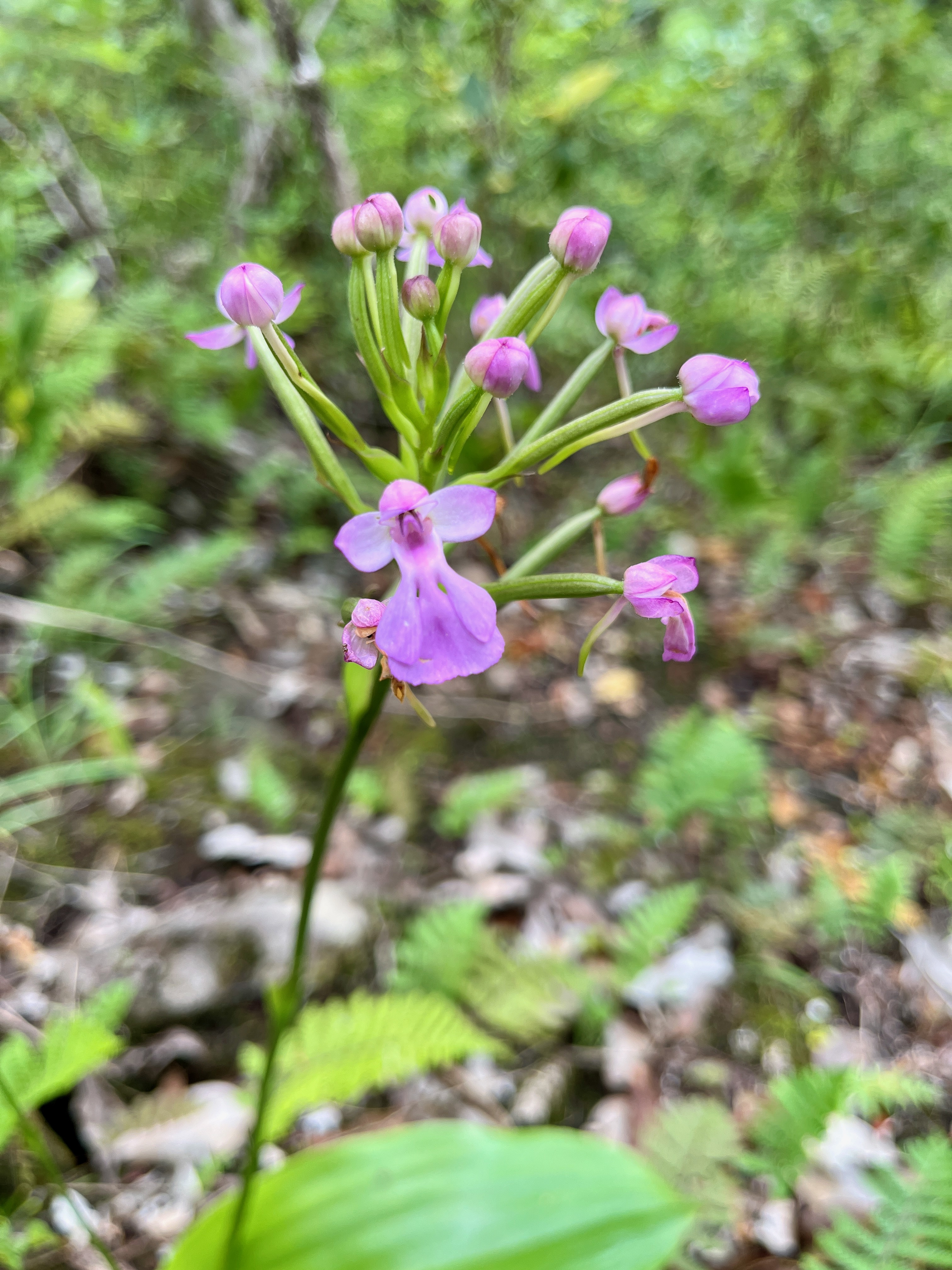 21. Fleur Cynorkis purpurascens Orchidaceae Indigène La Réunion.jpeg