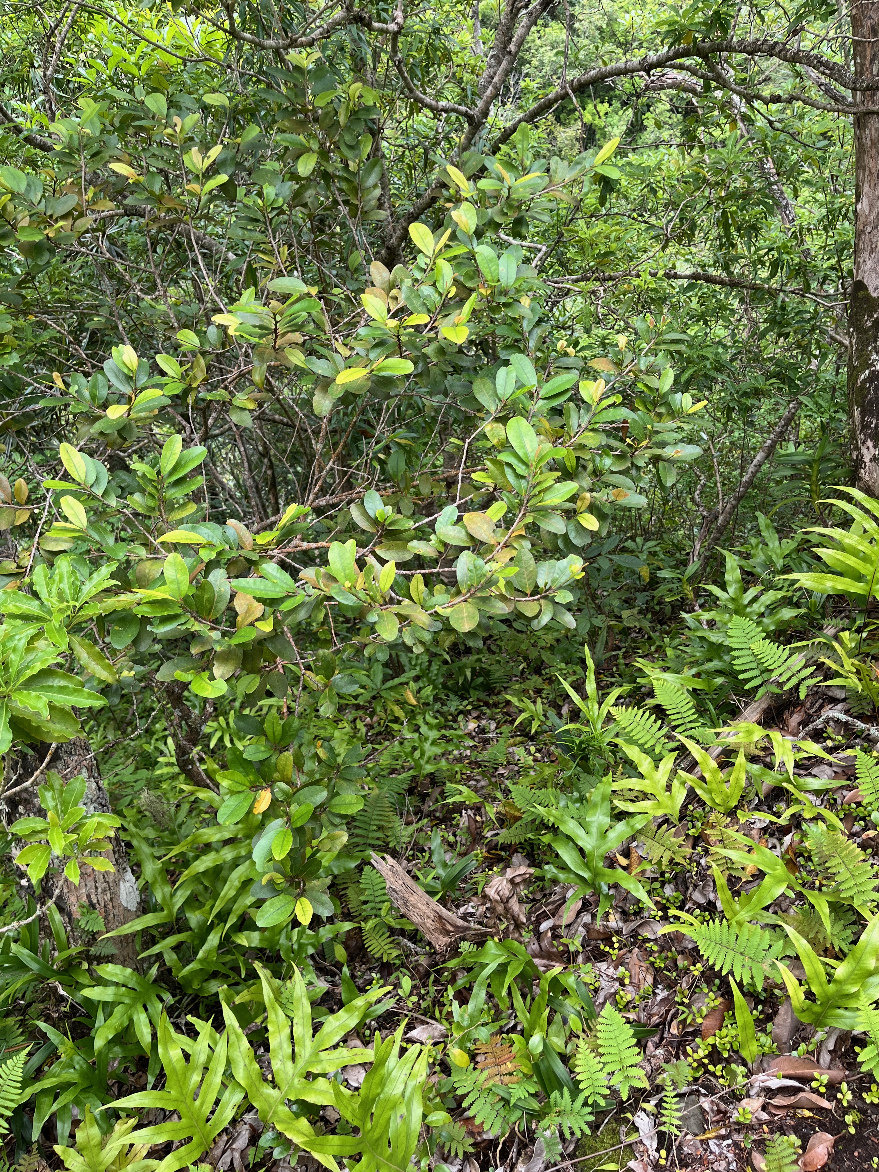 22 Erythroxylum sideroxyloides-Ti bois de rongue-Erythroxylaceae Endemique Ru Maur.jpeg
