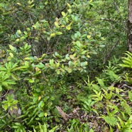 22 Erythroxylum sideroxyloides-Ti bois de rongue-Erythroxylaceae Endemique Ru Maur.jpeg