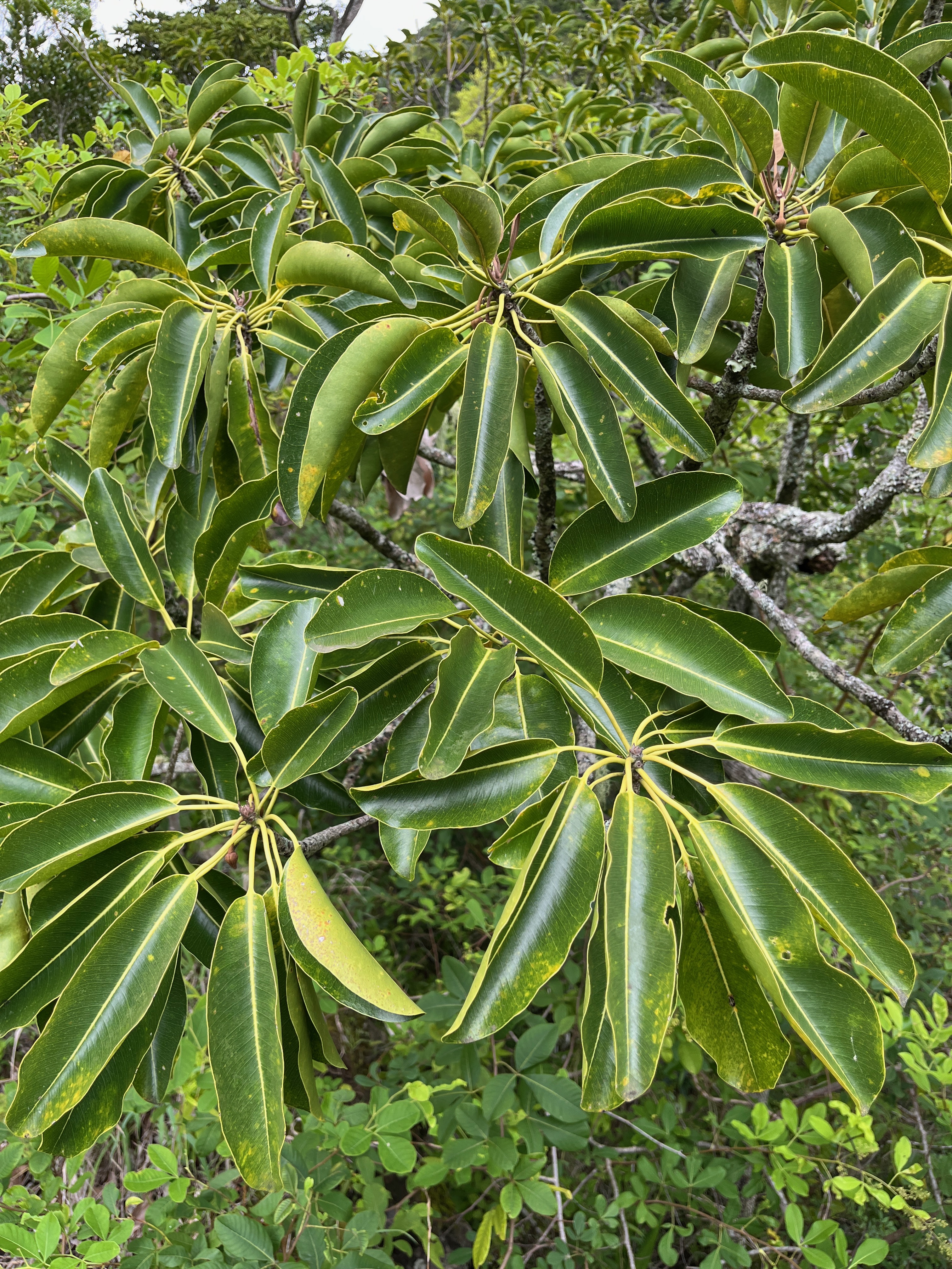 23. Mimusops balata Grand natte Sapotaceae Endémique La Réunion, Maurice.jpeg