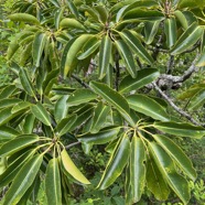 23. Mimusops balata Grand natte Sapotaceae Endémique La Réunion, Maurice.jpeg