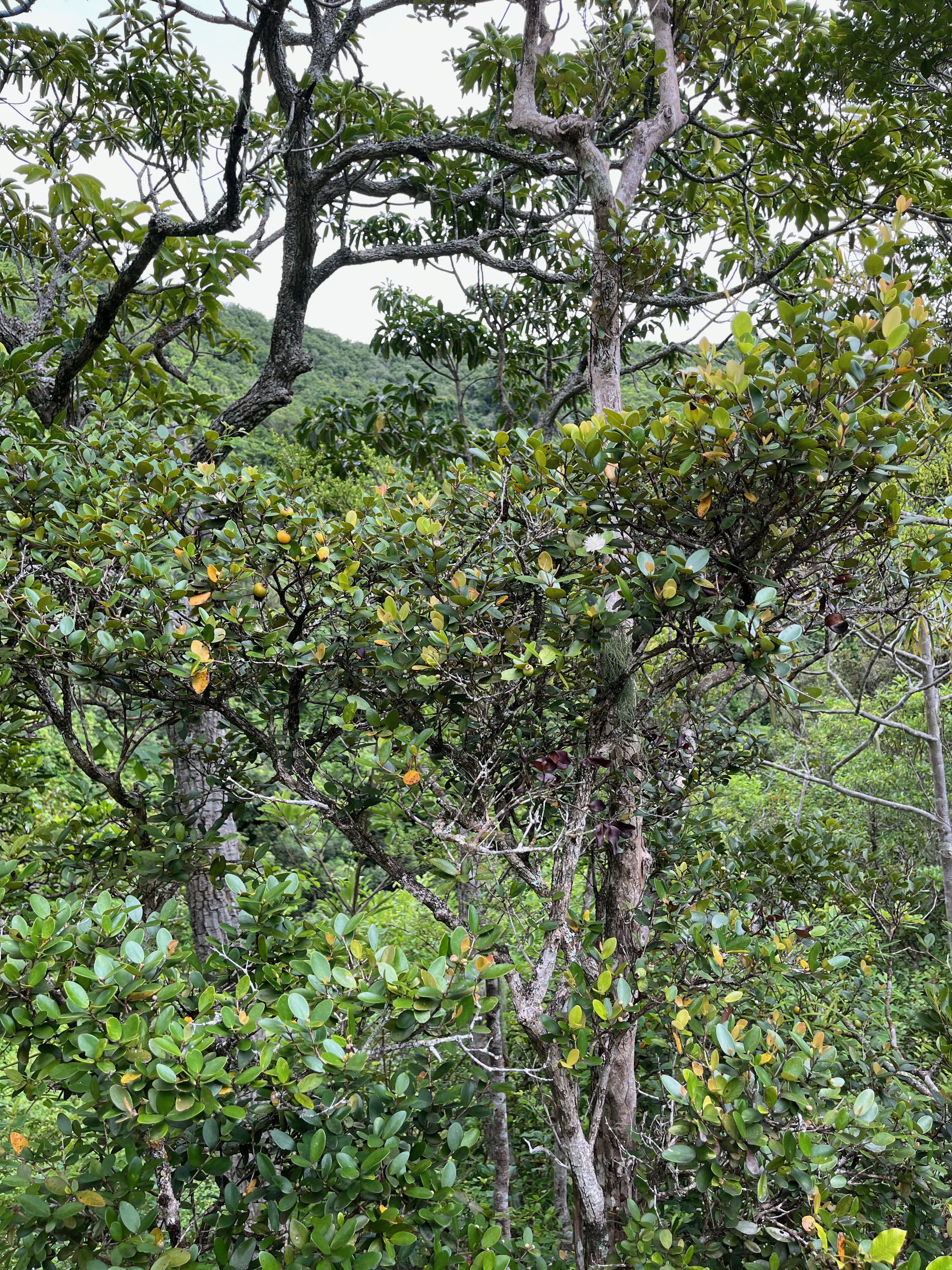 24. Fruits Eugenia buxifolia .bois de nèfles à petites feuilles.myrtaceae. endémique Réunion.jpeg