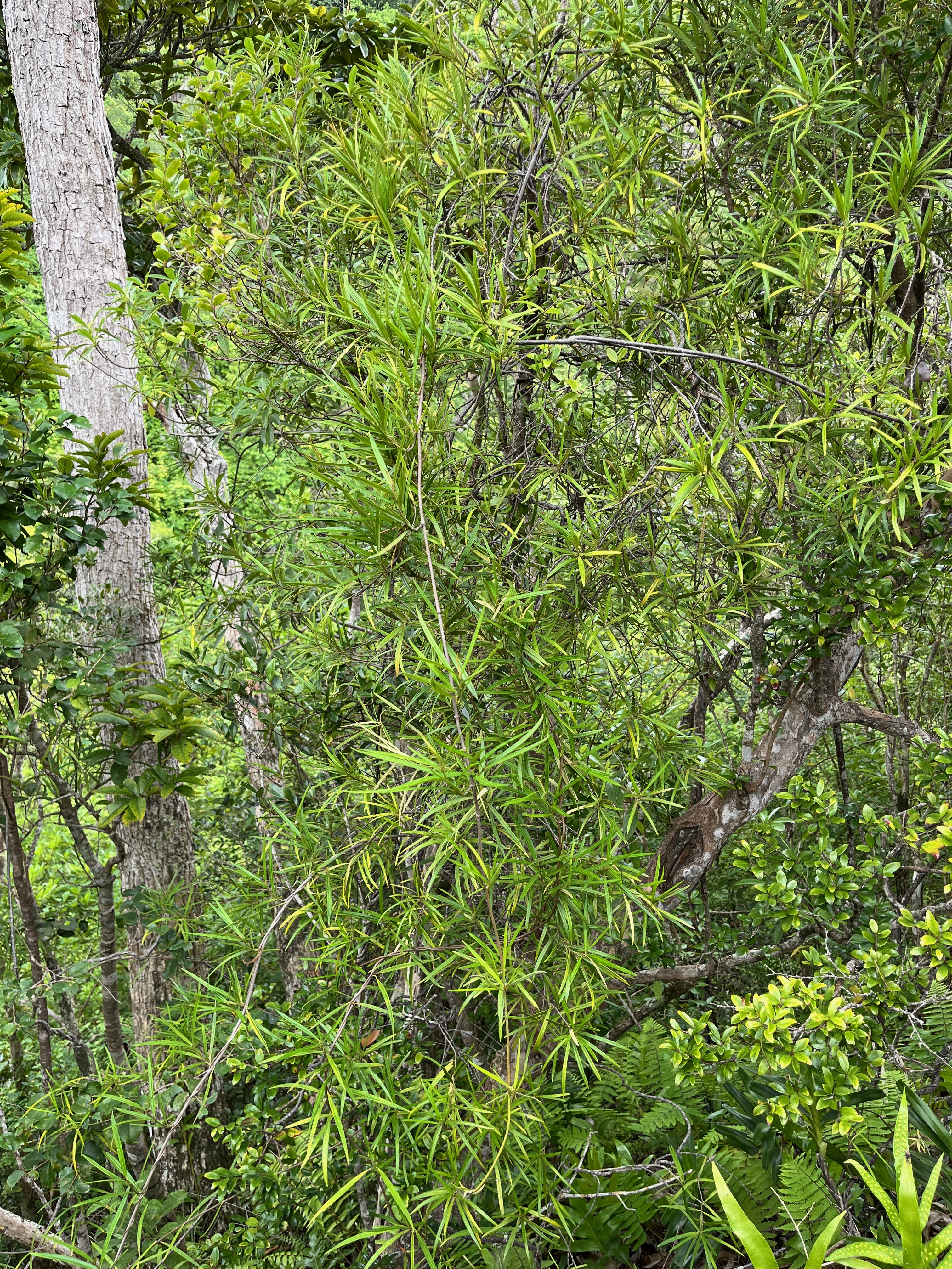 25. Secamone volubilis Liane bois d'olive Apocynaceae Endémique La Réunion, Maurice 592.jpeg