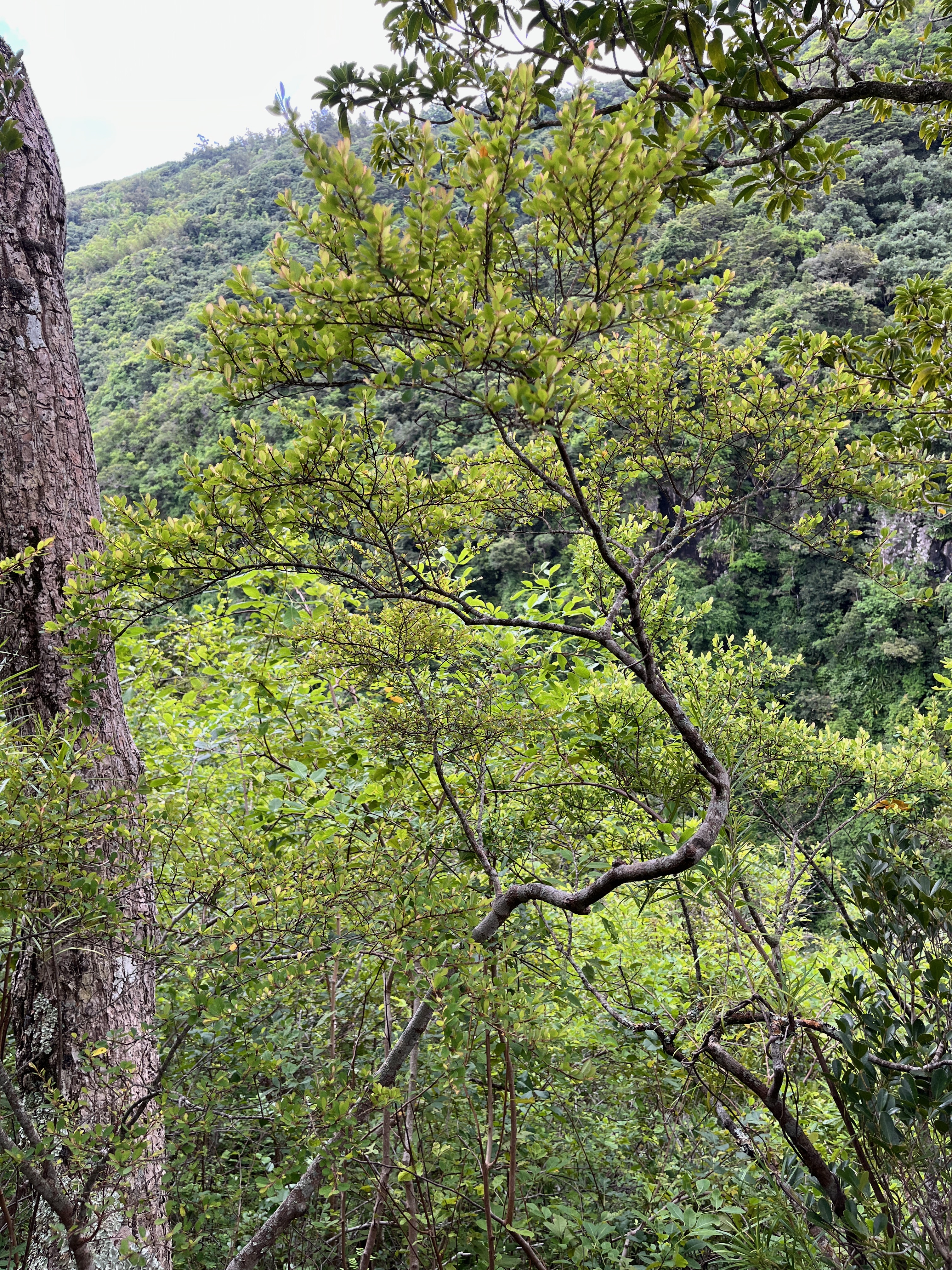 26. Erythroxylum Hypericifolium Bois d'huile Erythroxylaceae Endémique La Réunion.jpeg