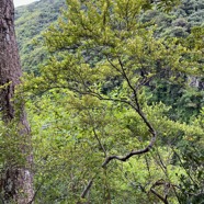 26. Erythroxylum Hypericifolium Bois d'huile Erythroxylaceae Endémique La Réunion.jpeg