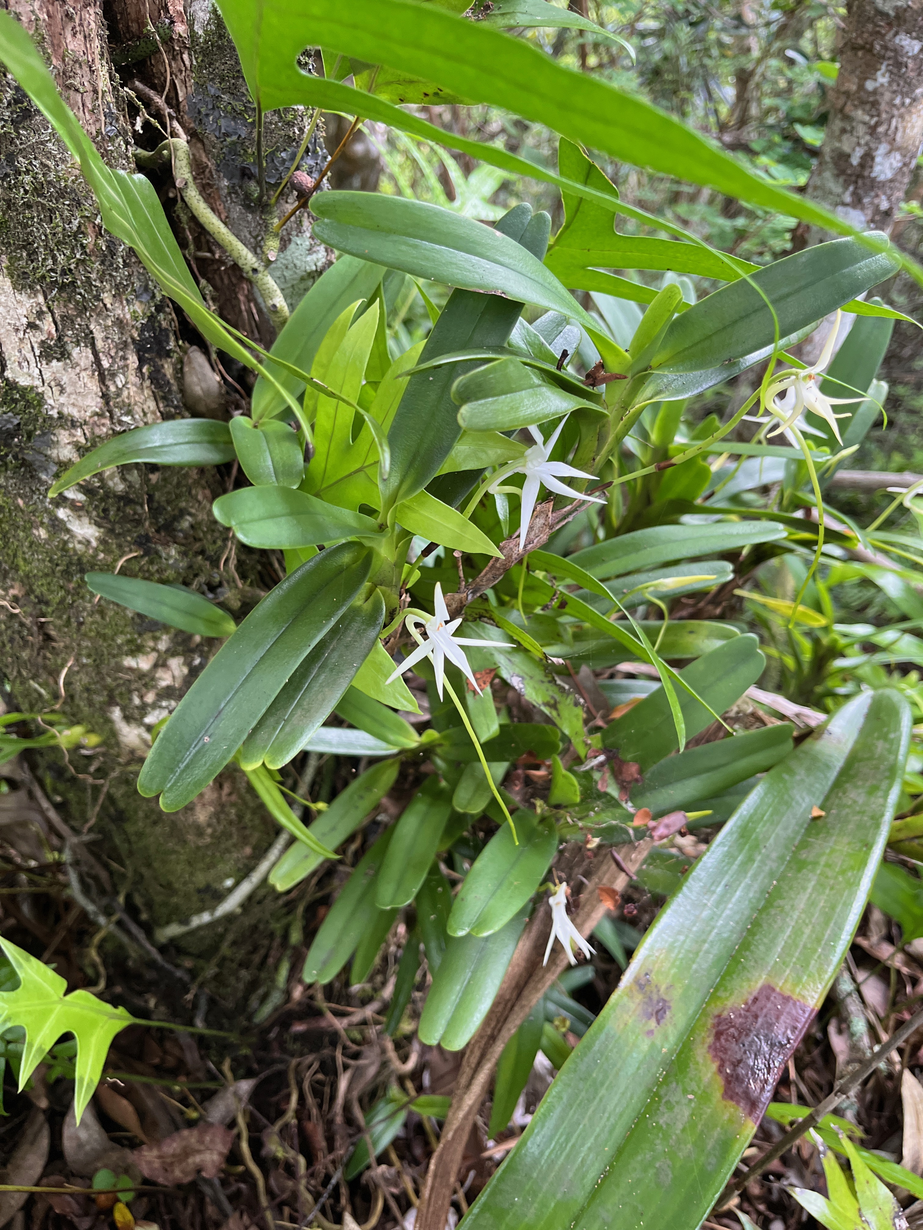 27. Jumellea recta Orchidaceae Indigène La Réunion.jpeg