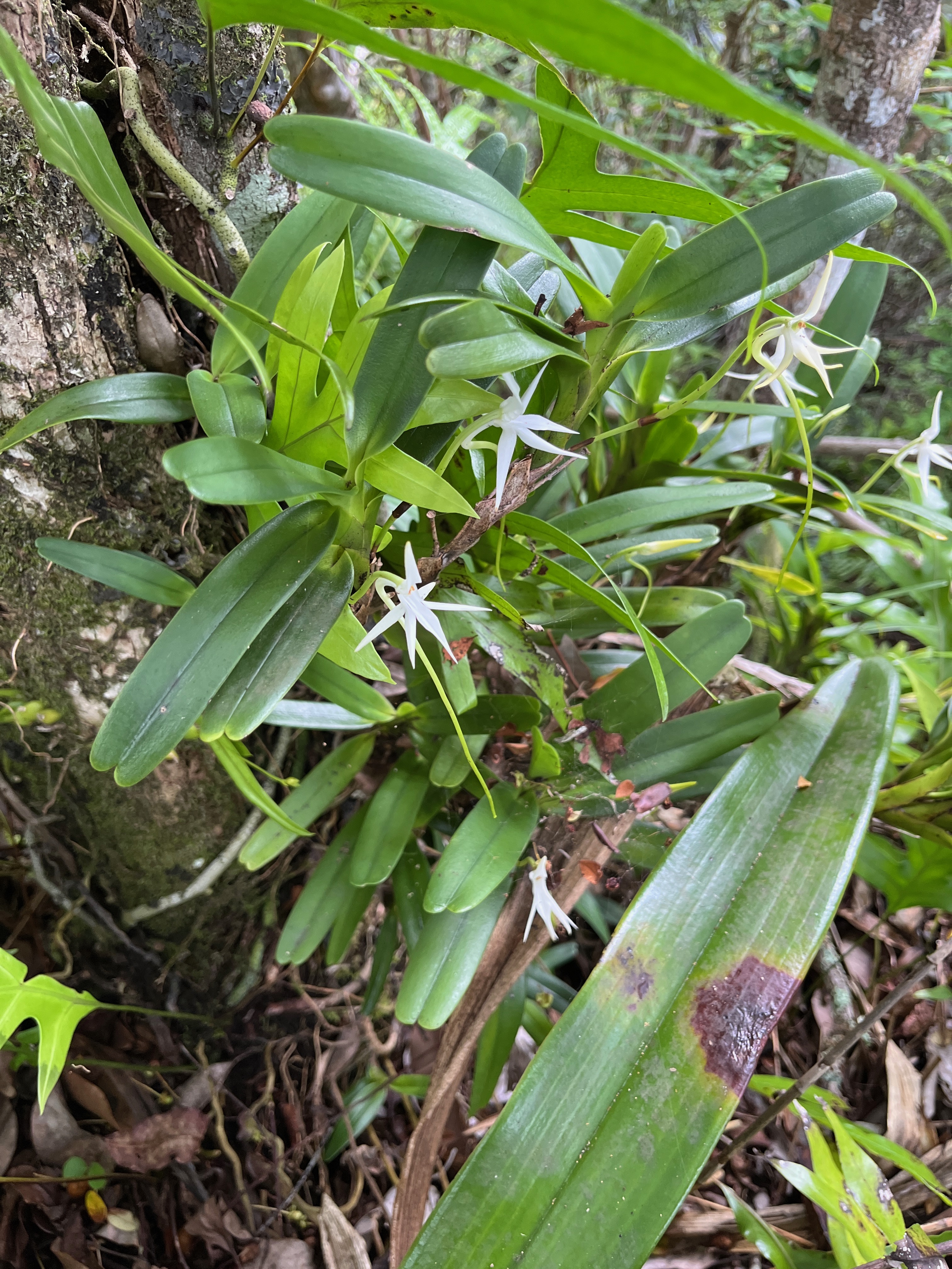 28. Jumellea recta Orchidaceae Indigène La Réunion.jpeg