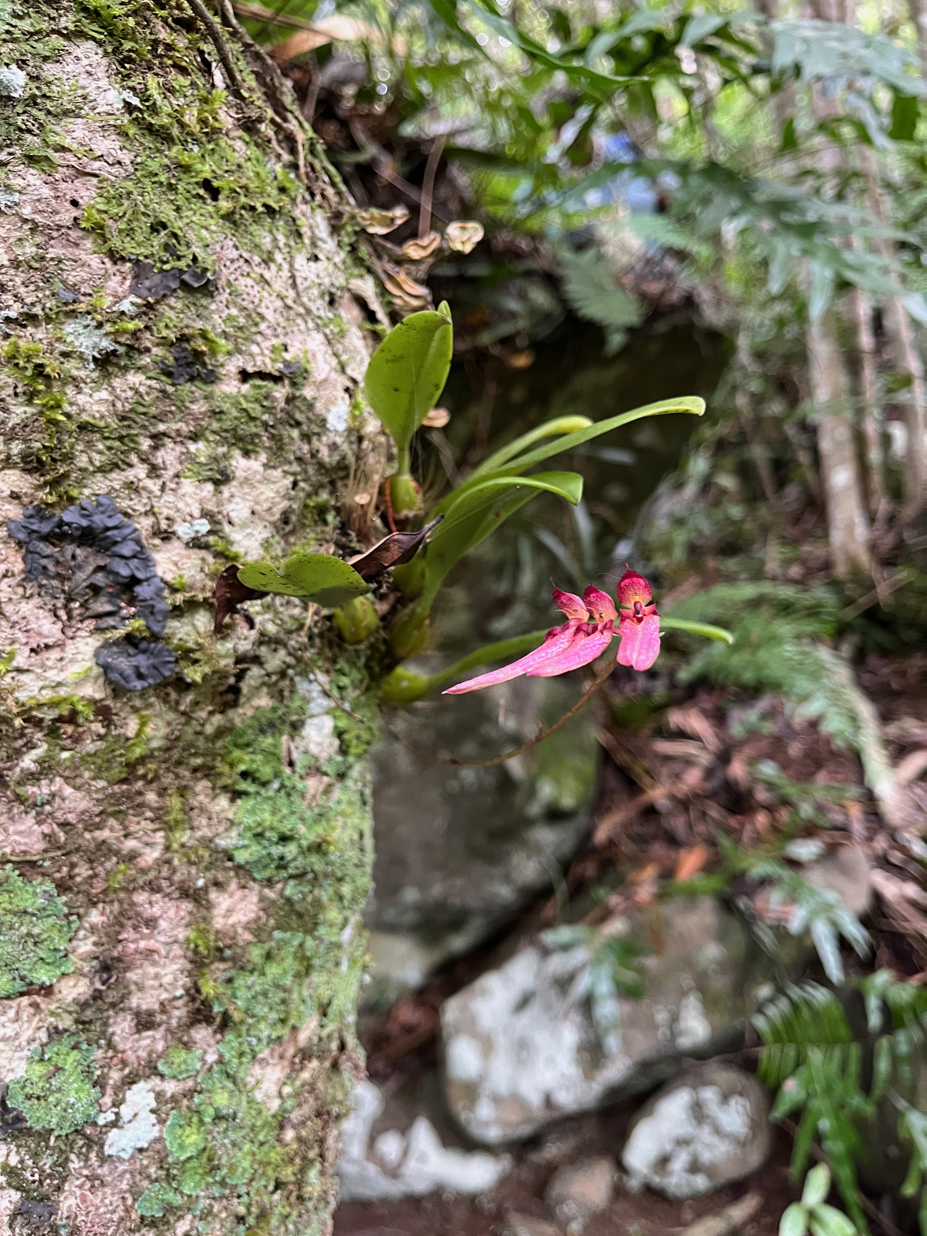 29. Bulbophyllum longiflorum Orchidaceae Indigène La Réunion.jpeg