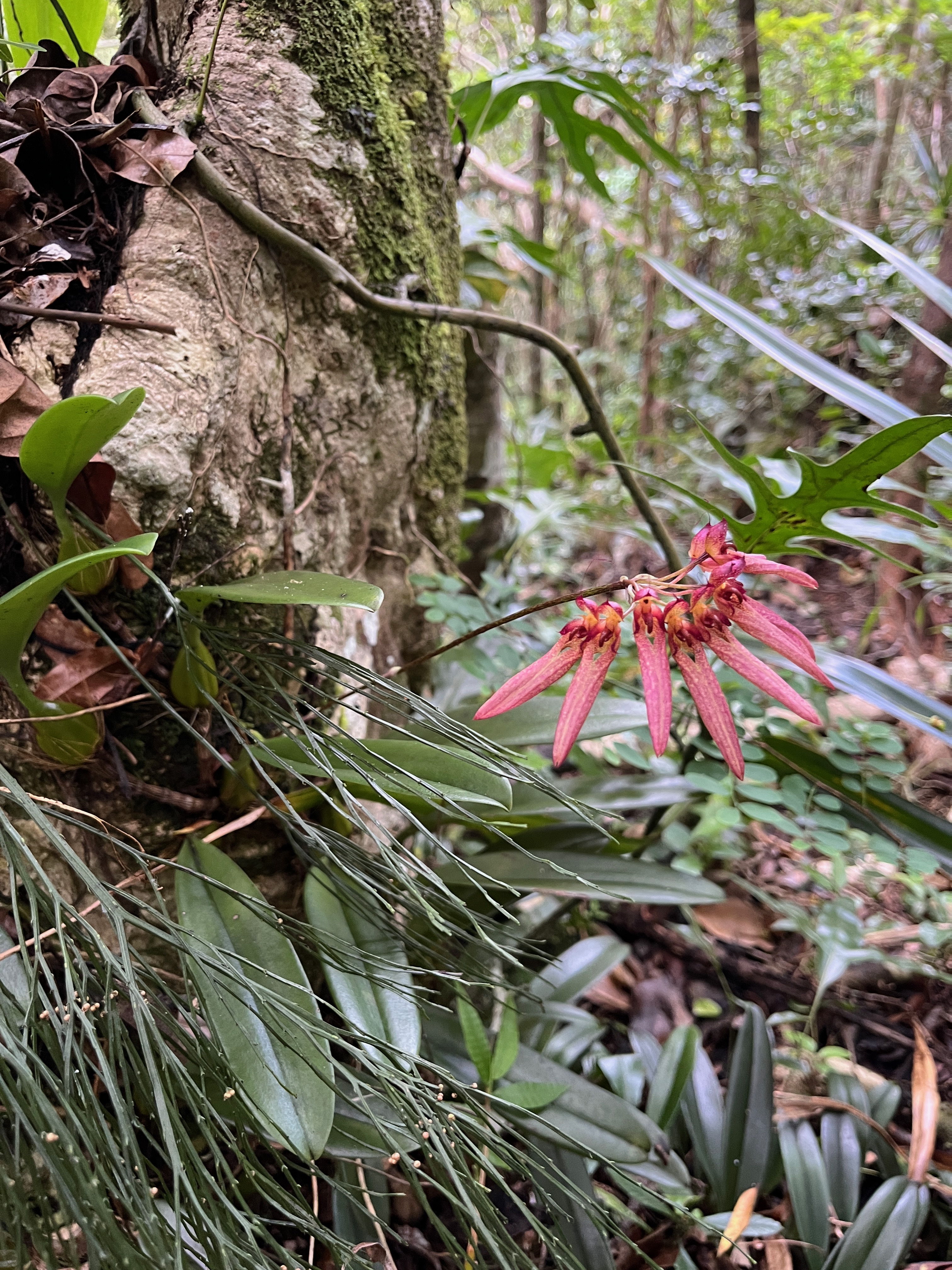 30. Bulbophyllum longiflorum Orchidaceae Indigène La Réunion.jpeg