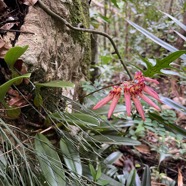30. Bulbophyllum longiflorum Orchidaceae Indigène La Réunion.jpeg