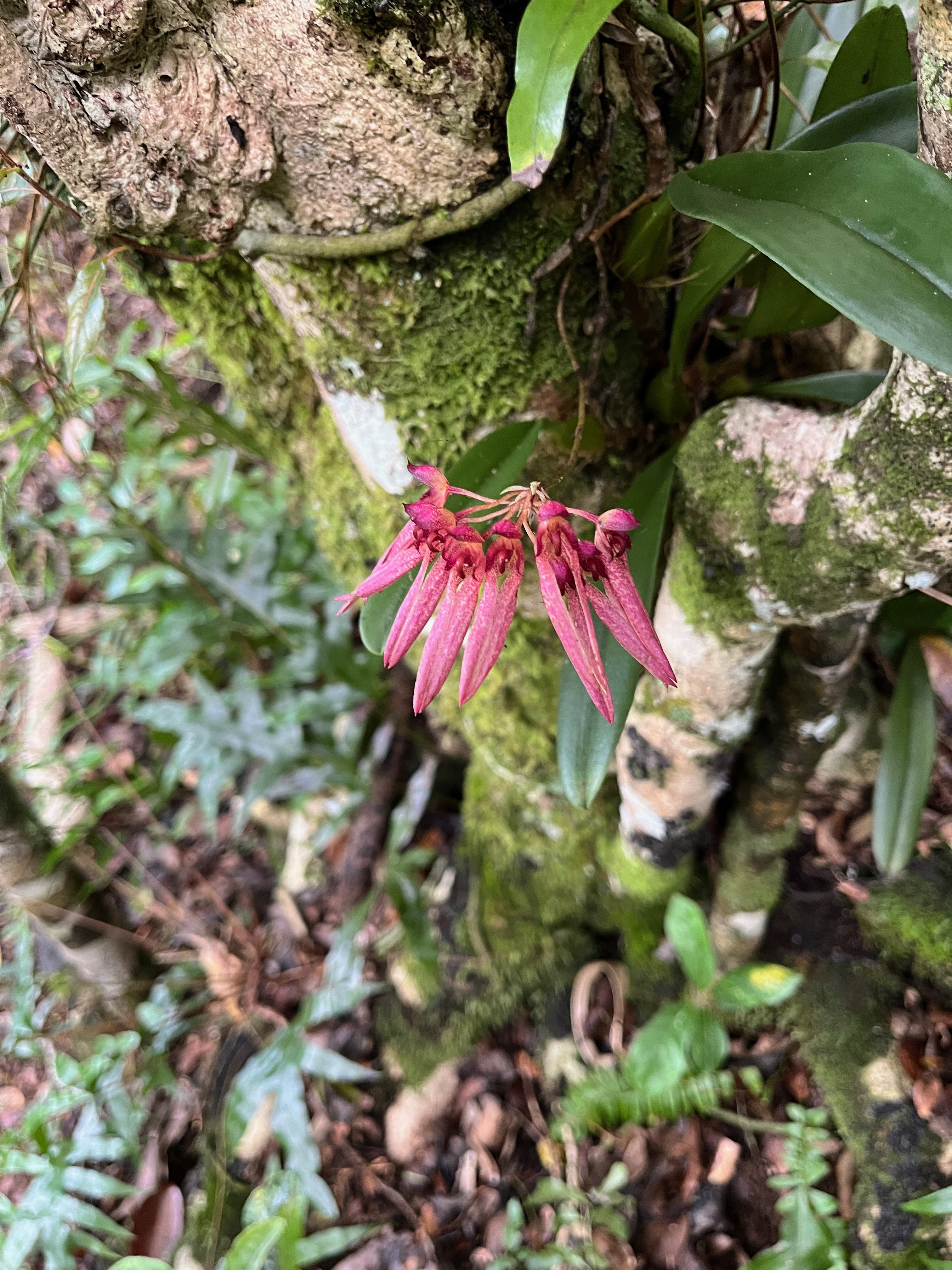 31. Bulbophyllum longiflorum Orchidaceae Indigène La Réunion.jpeg