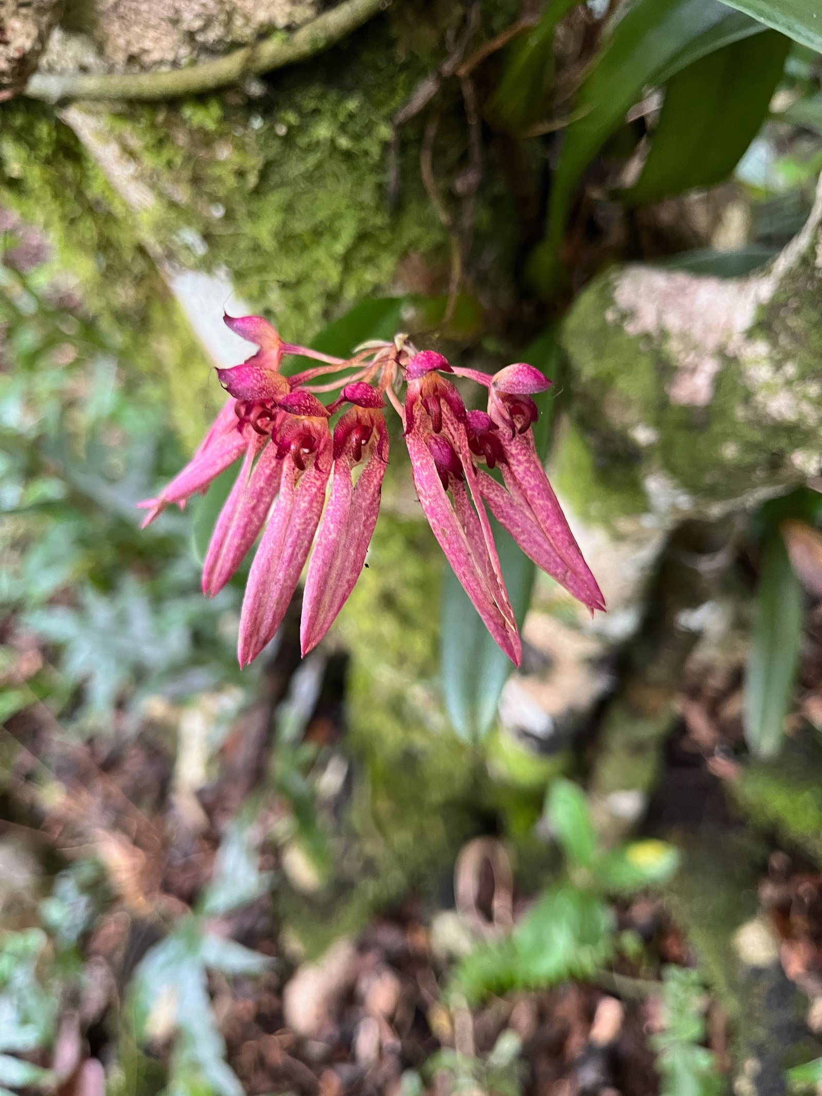 32. Bulbophyllum longiflorum Orchidaceae Indigène La Réunion.jpeg