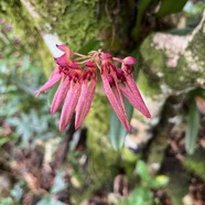 32. Bulbophyllum longiflorum Orchidaceae Indigène La Réunion.jpeg