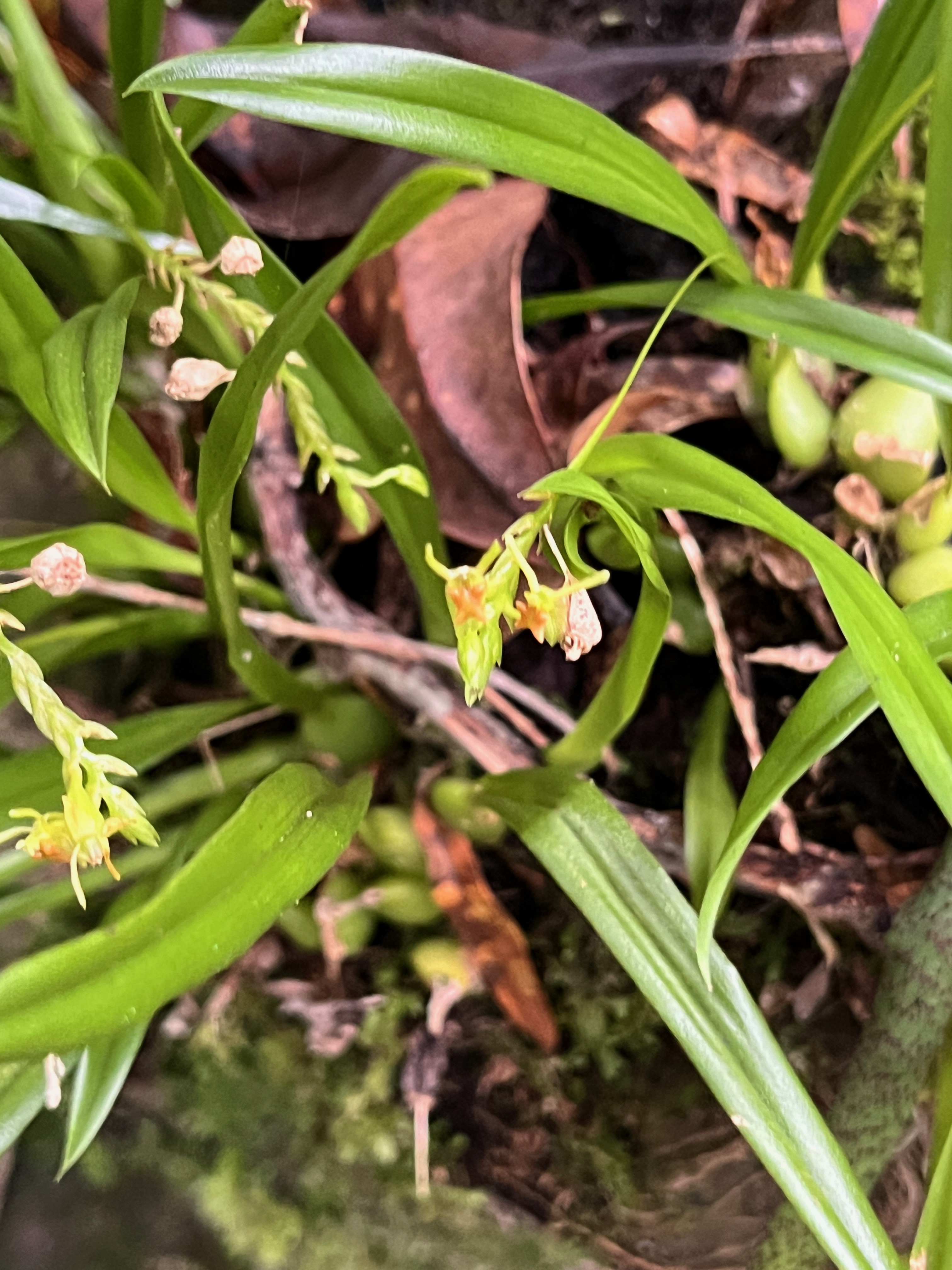 33. Stichorkis disticha Orchidaceae Indigène La Réunion.jpeg