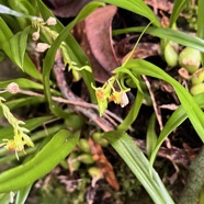 33. Stichorkis disticha Orchidaceae Indigène La Réunion.jpeg