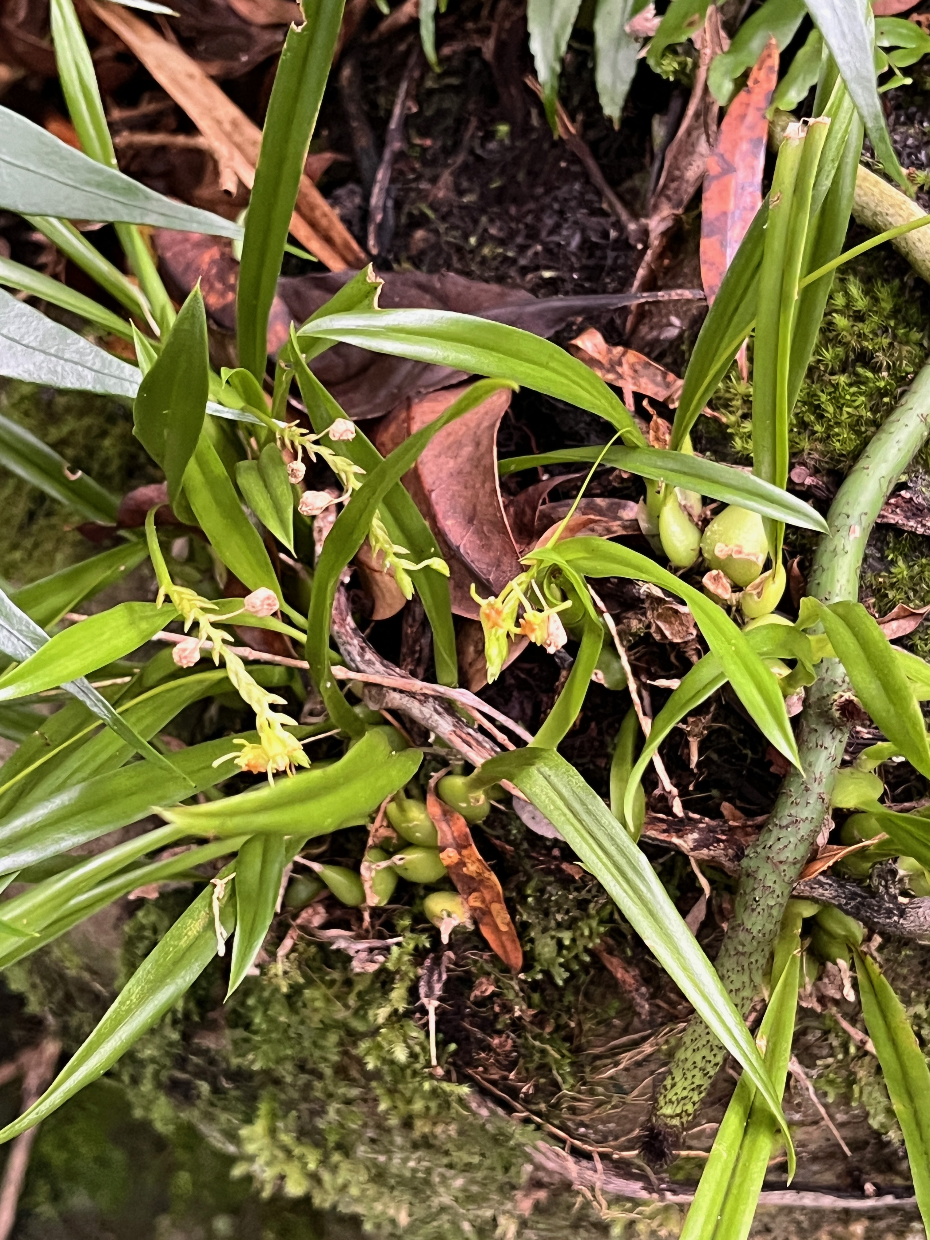 34. Stichorkis disticha Orchidaceae Indigène La Réunion.jpeg