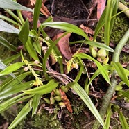 34. Stichorkis disticha Orchidaceae Indigène La Réunion.jpeg