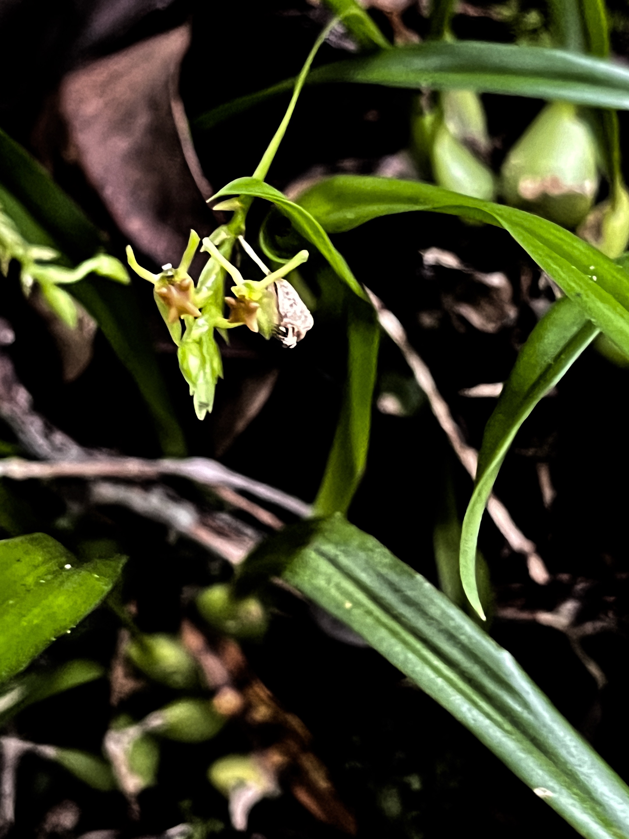 35. Stichorkis disticha Orchidaceae Indigène La Réunion.jpeg