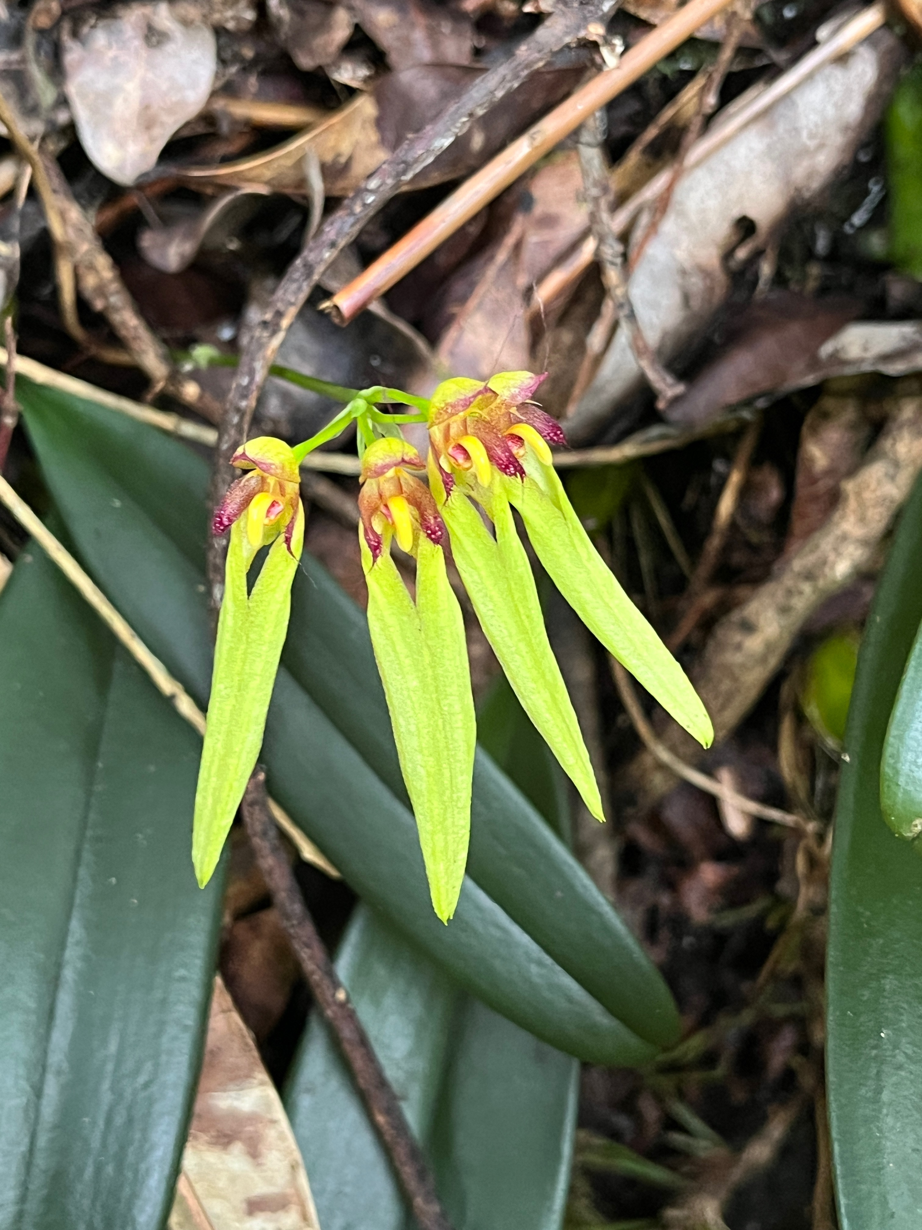 36. Bulbophyllum longiflorum Orchidac eae Indigène La Réunion.jpeg