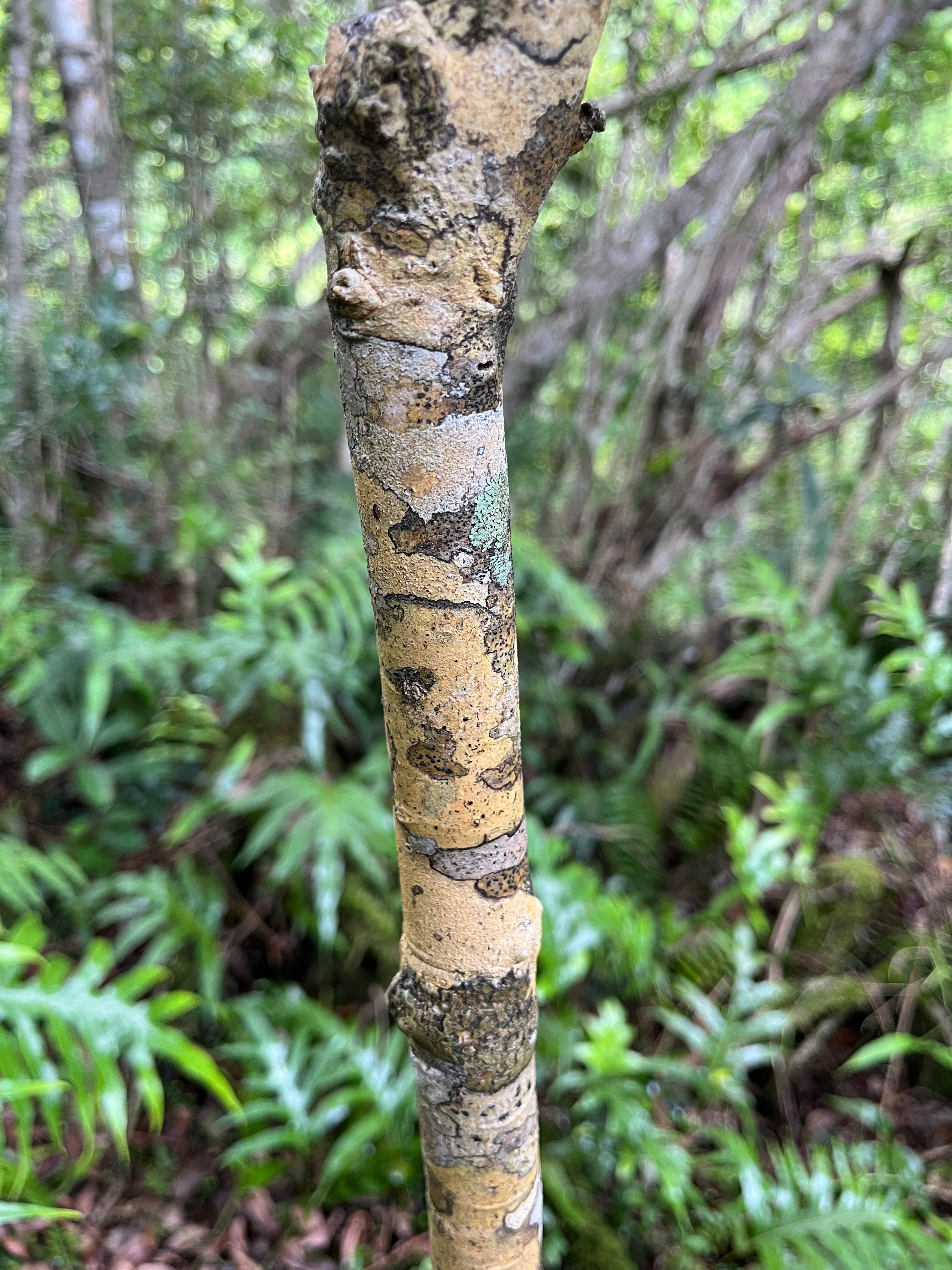 37. Calophyllum tacamahaca Takamaka des hauts Clusiaceae Endémique La Réunion, Maurice.jpeg