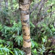 37. Calophyllum tacamahaca Takamaka des hauts Clusiaceae Endémique La Réunion, Maurice.jpeg