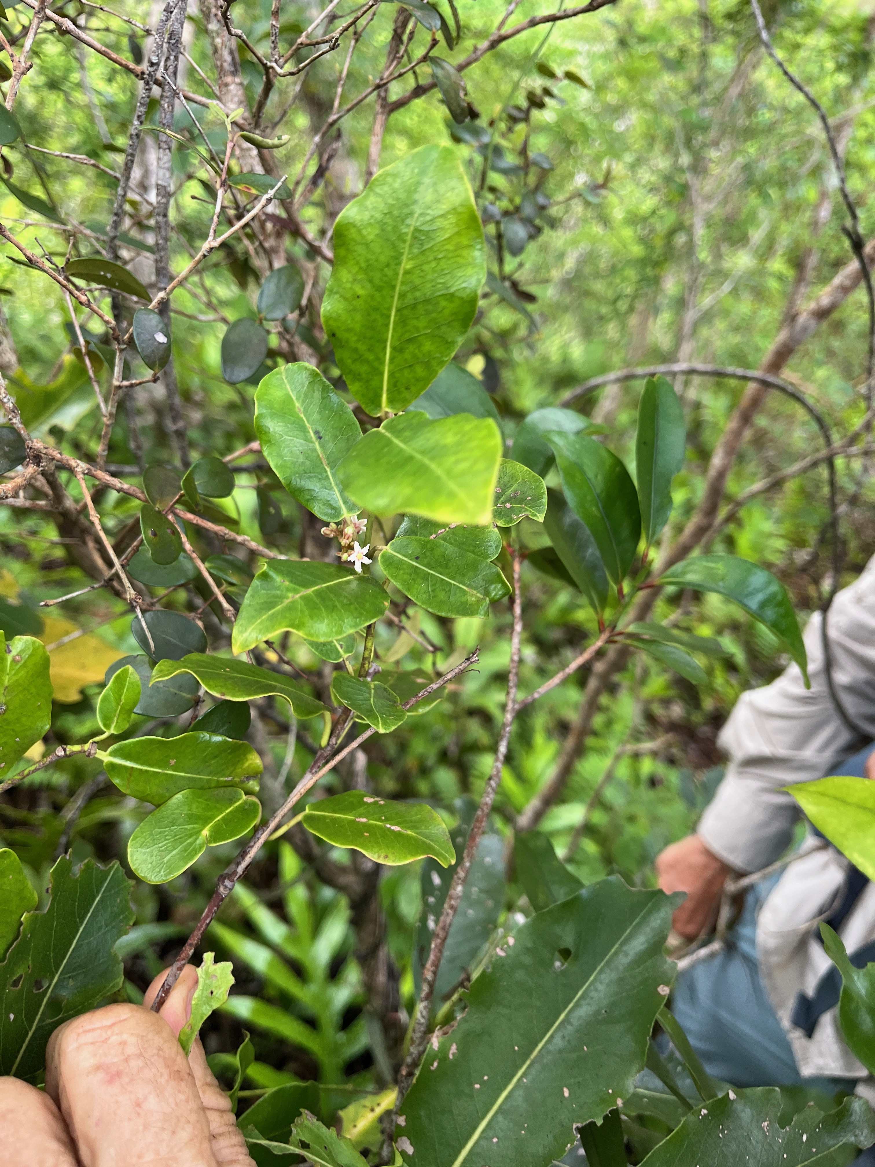 38. Secamone dilapidans Liane de lait Apocynace ae Endémique La Réunion, Maurice.jpeg