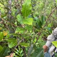 38. Secamone dilapidans Liane de lait Apocynace ae Endémique La Réunion, Maurice.jpeg