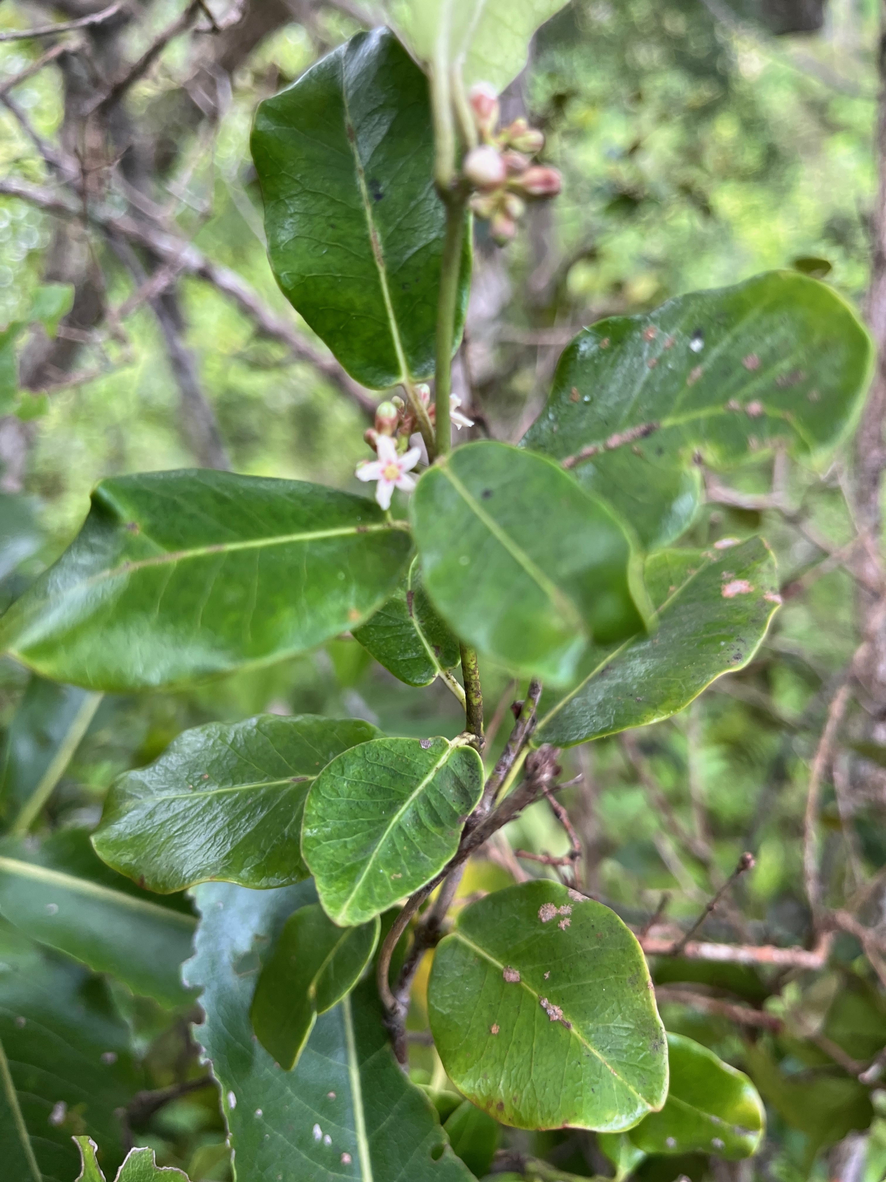 39. Secamone dilapidans Liane de lait Apocynace ae Endémique La Réunion, Maurice  IMG_8779.JPG.jpeg