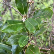 39. Secamone dilapidans Liane de lait Apocynace ae Endémique La Réunion, Maurice  IMG_8779.JPG.jpeg