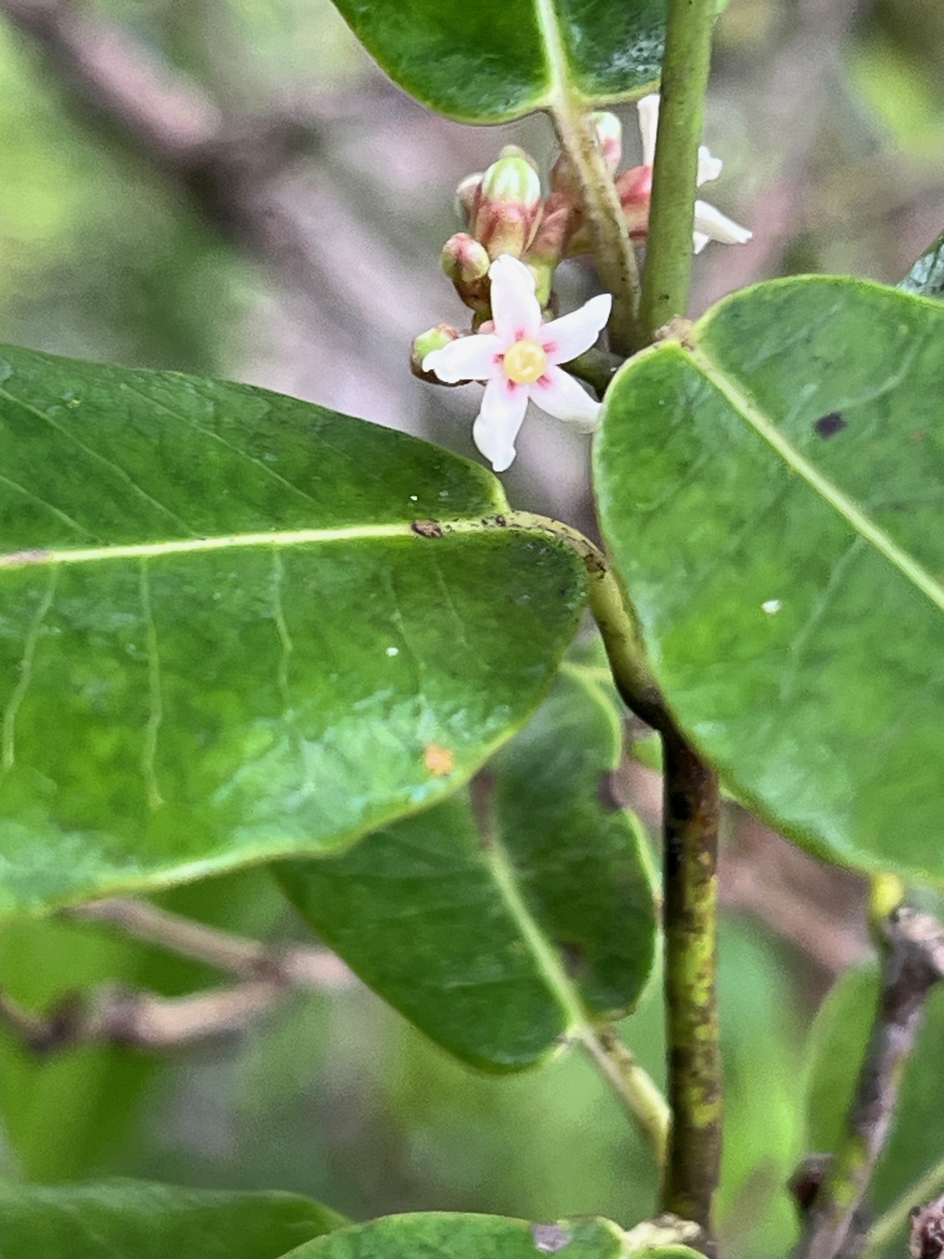 40. Secamone dilapidans Liane de lait Apocynace ae Endémique La Réunion, Maurice.jpeg