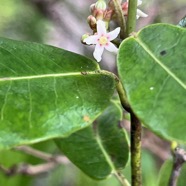 40. Secamone dilapidans Liane de lait Apocynace ae Endémique La Réunion, Maurice.jpeg
