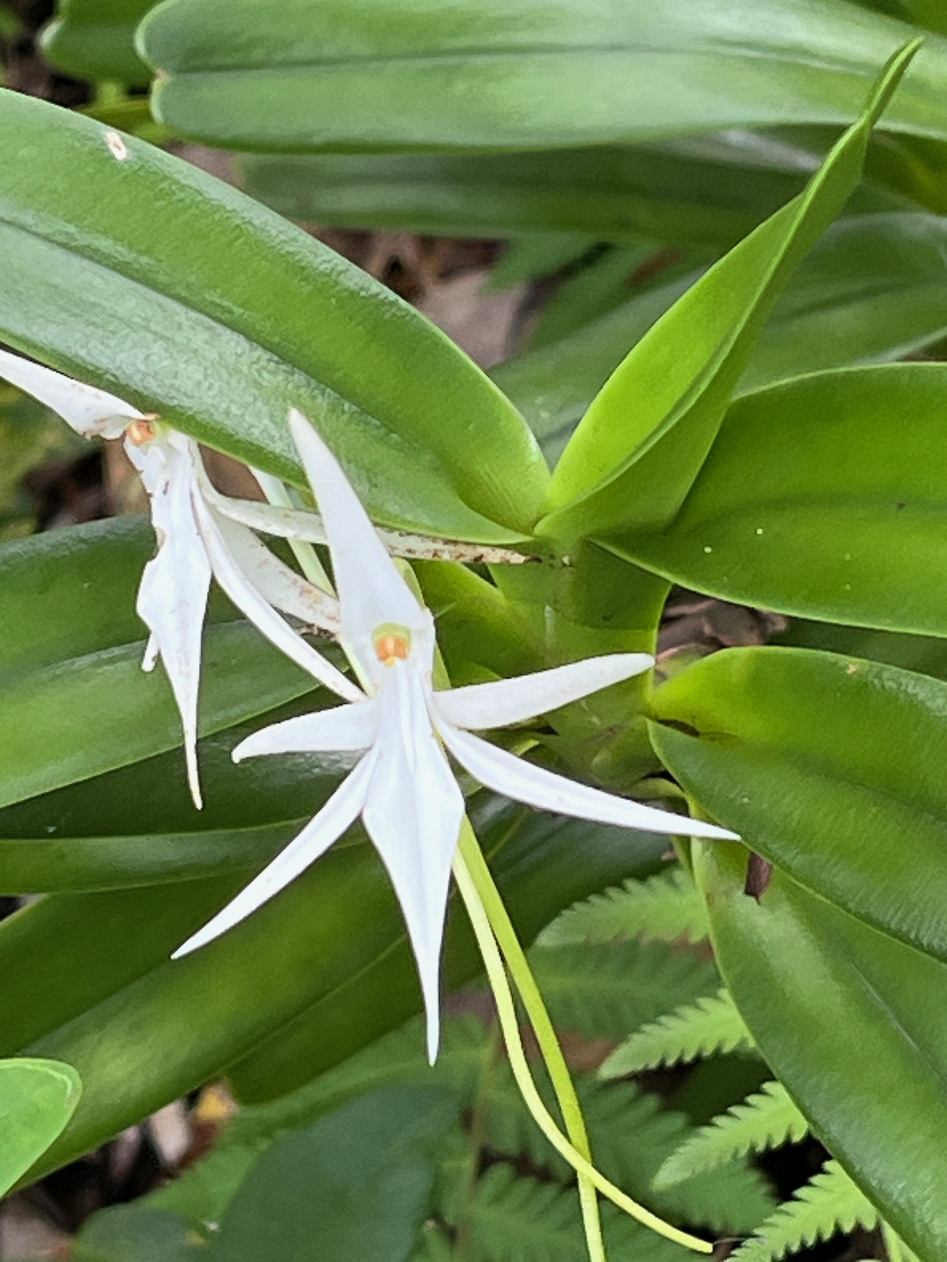 41. Jumellea recta Orchidaceae Indigène La Réunion.jpeg