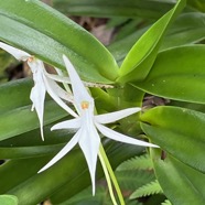 41. Jumellea recta Orchidaceae Indigène La Réunion.jpeg