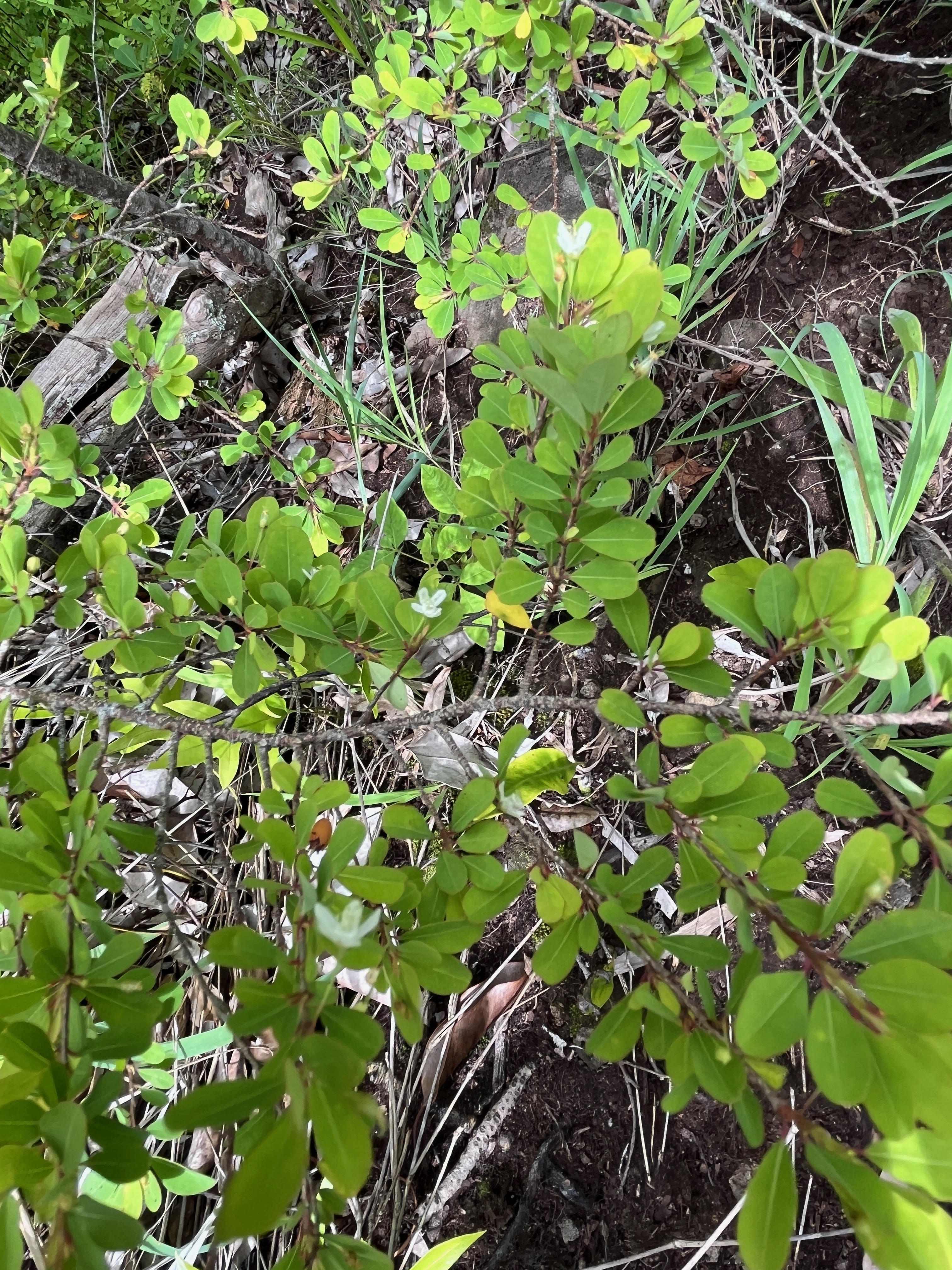 46. Pleurostylia pachyphloea.jpeg