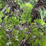 46. Pleurostylia pachyphloea.jpeg