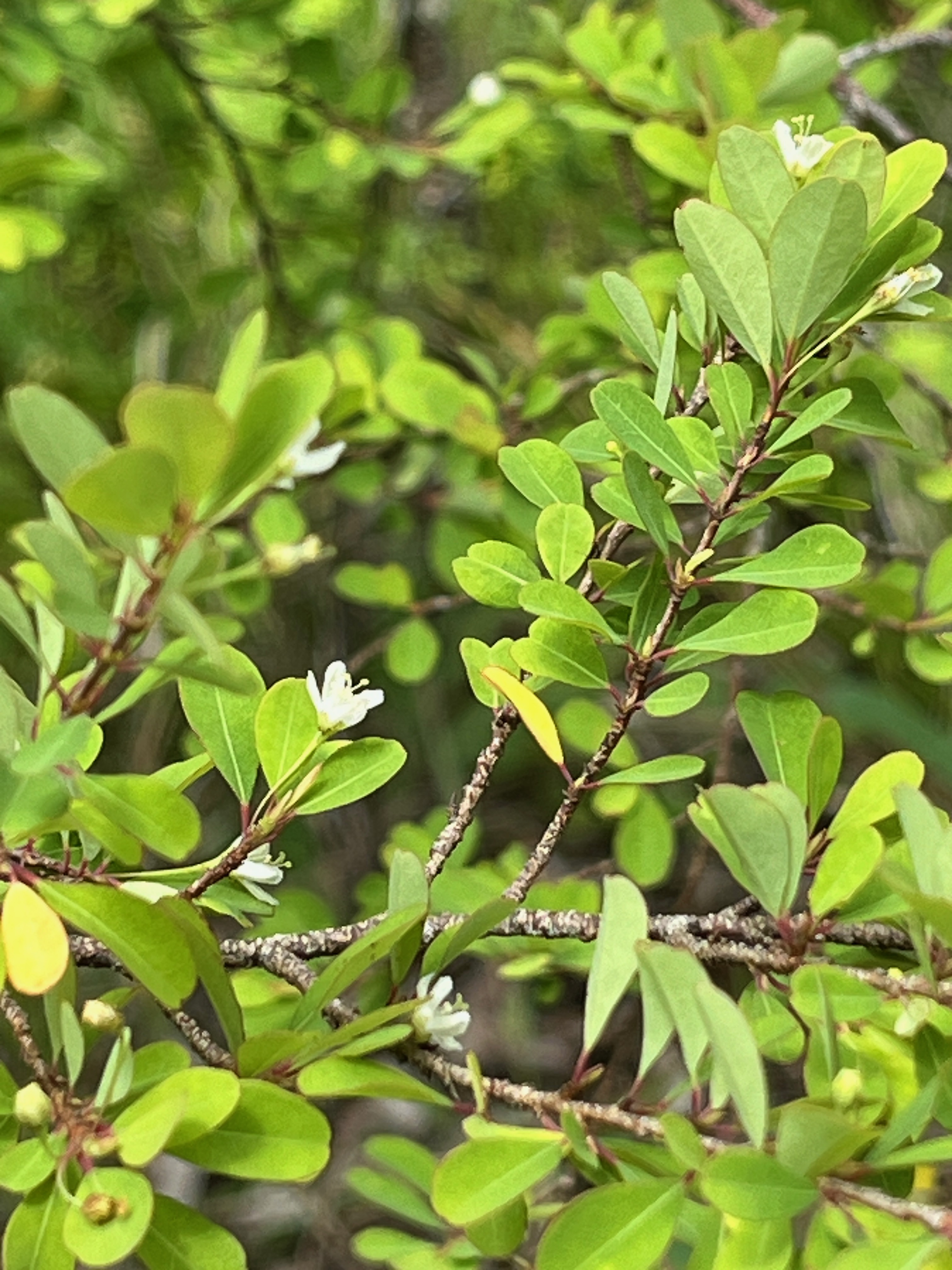 47. Pleurostylia pachyphloea.jpeg