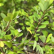 47. Pleurostylia pachyphloea.jpeg