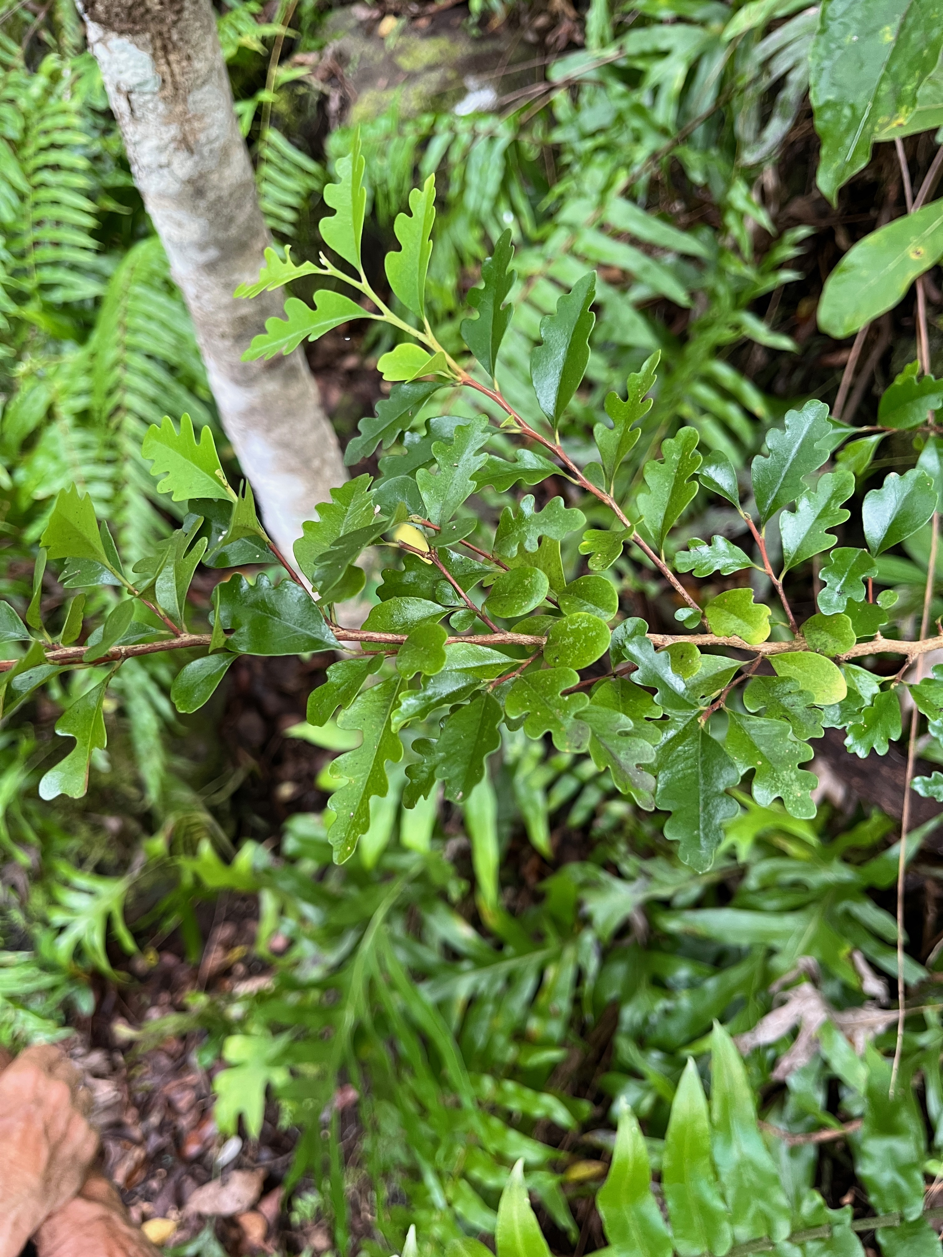 48. Turraea thouarsiana Bois de quivi Meliacea e Endémique La Réunion, Maurice.jpeg