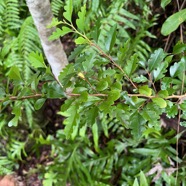 48. Turraea thouarsiana Bois de quivi Meliacea e Endémique La Réunion, Maurice.jpeg