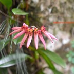 Bulbophyllum longiflorum Orchidac eae Indigène La Réunion 901.jpeg