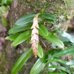Bulbophyllum occultum Orchidacea e Indigène La Réunion 912.jpeg