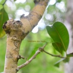 Calophyllum tacamahaca  Takamaka des hauts Clus iaceae Endémique La Réunion, Maurice 926.jpeg