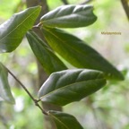 Cnestis glabra Mafatembois Connara ceae Indigène La Réunion 920.jpeg