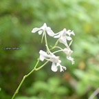 Cryptopus elatus liane camaron Orchi daceae Indigène La Réunion 818.jpeg