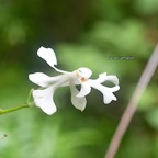 Cryptopus elatus Liane camaron Orchidaceae Indigène La Réunion 819.jpeg