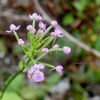 Cynorkis purpurascens Orchidaceae Indigène La Réunion 874.jpeg