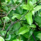 Danais fragrans Lingue noir Rubiaceae Indigène La Réunion 855.jpeg