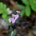 Diisperis cordata Orchidaceae Indigène La Réunion 890.jpeg