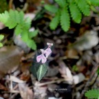 Disperis cordata  Orchidaceae Indigène La Réunion 886.jpeg