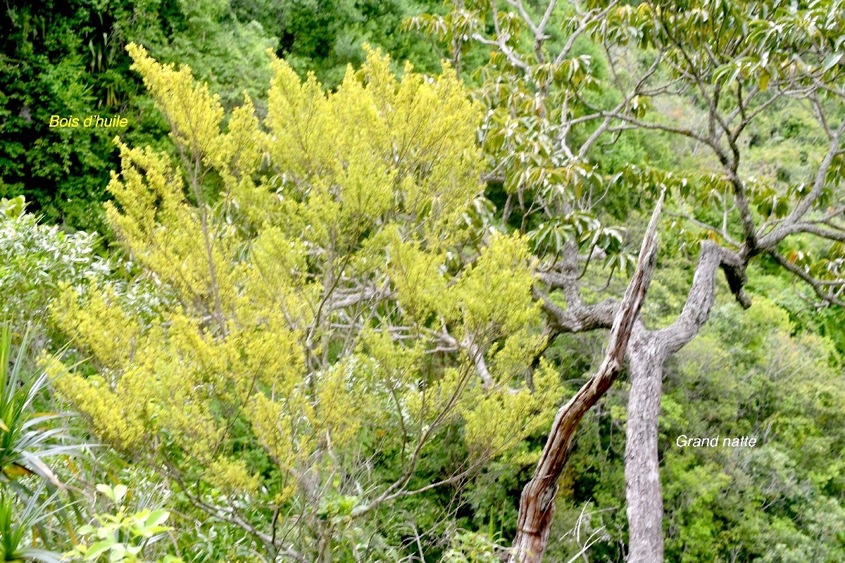 Erythroxylum Hypericifolium  Bois d'huile Erythroxylaceae Endémique La Réunion 876.jpeg